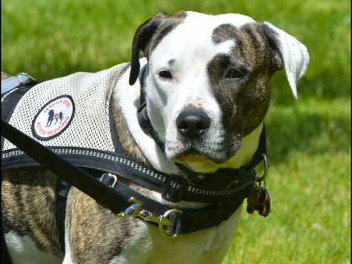 Service Dog - Canid