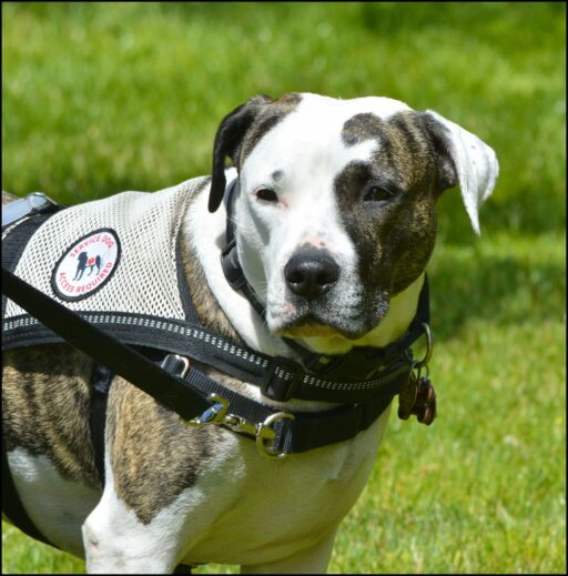 Service Dog - Canid